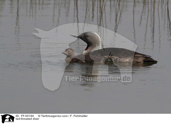 red-throated diver / FF-05194