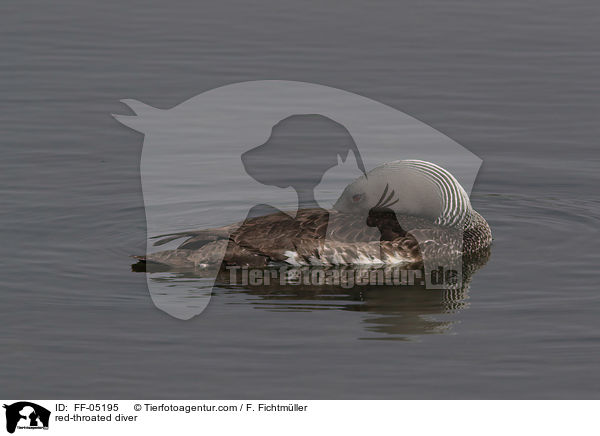 red-throated diver / FF-05195