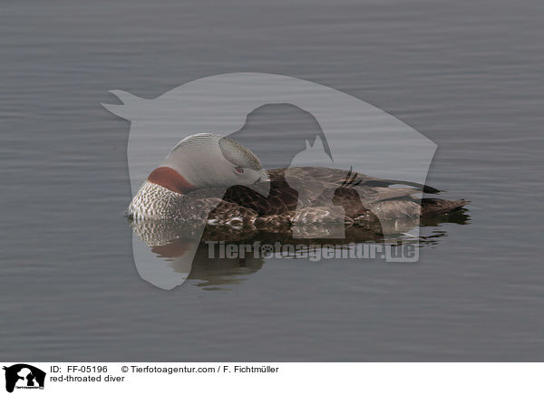 red-throated diver / FF-05196