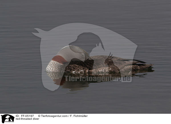 red-throated diver / FF-05197