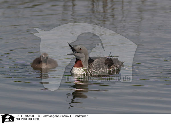 red-throated diver / FF-05198