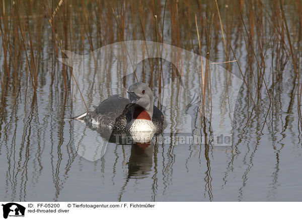 red-throated diver / FF-05200