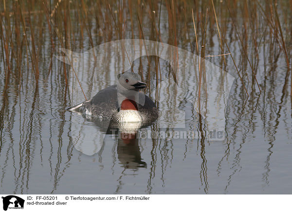 red-throated diver / FF-05201