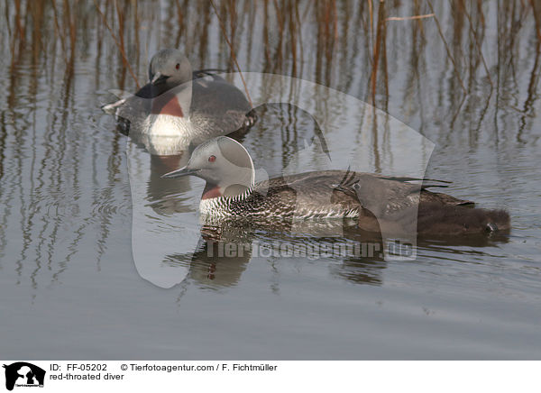 red-throated diver / FF-05202