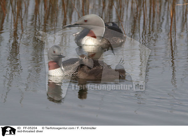 red-throated diver / FF-05204