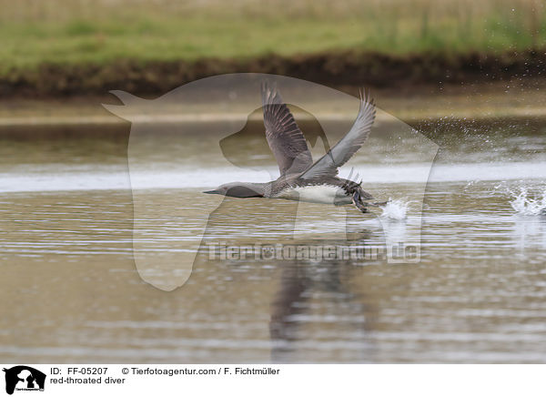 red-throated diver / FF-05207