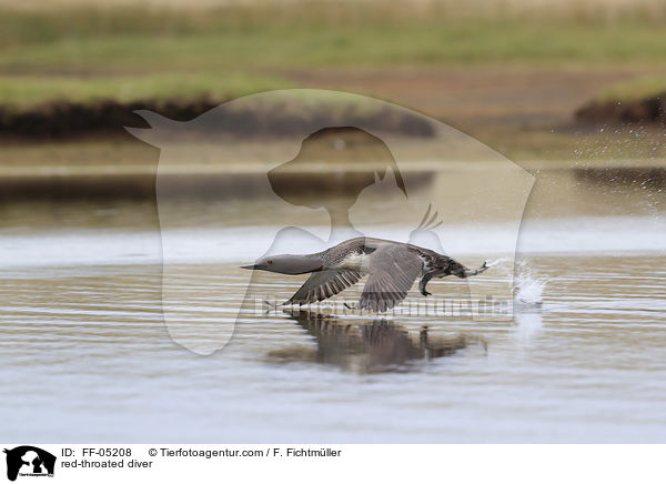 red-throated diver / FF-05208