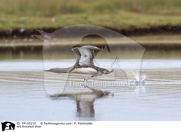 red-throated diver / FF-05210