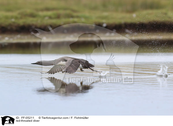 red-throated diver / FF-05211