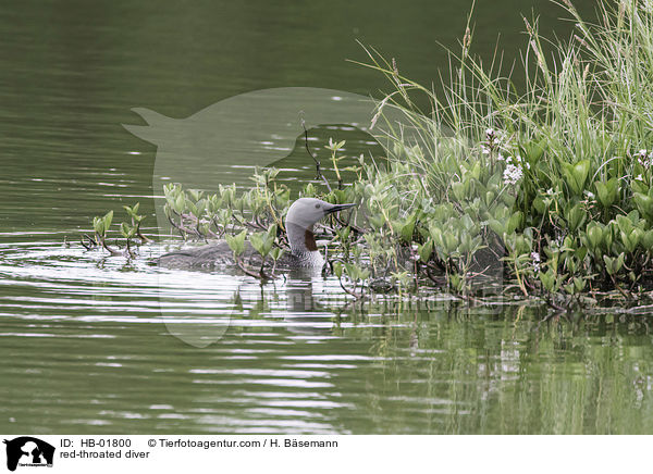 red-throated diver / HB-01800