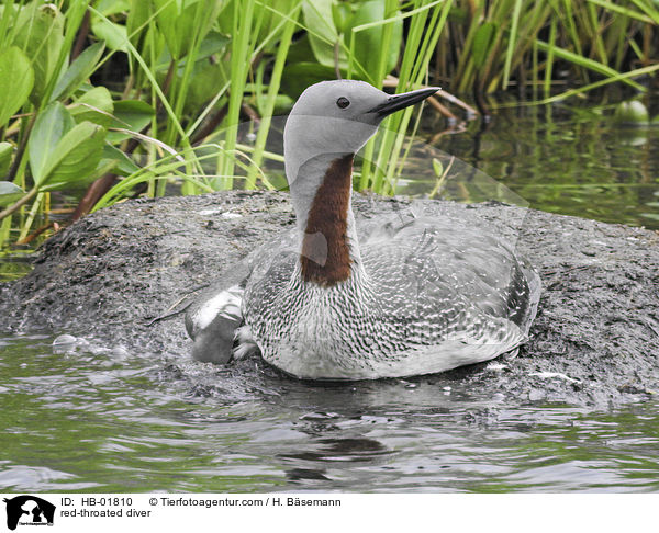 red-throated diver / HB-01810