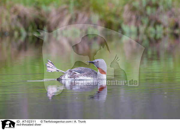 red-throated diver / AT-02311