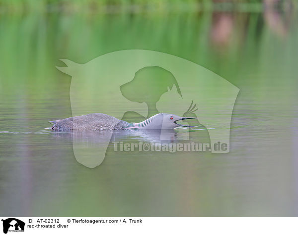 red-throated diver / AT-02312