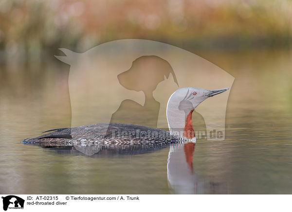 red-throated diver / AT-02315