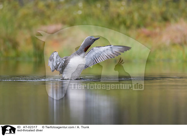 red-throated diver / AT-02317