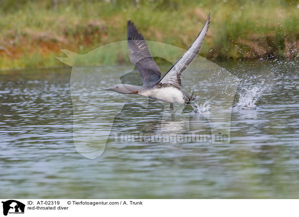 red-throated diver / AT-02319