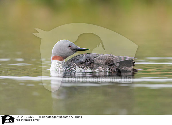 red-throated diver / AT-02320