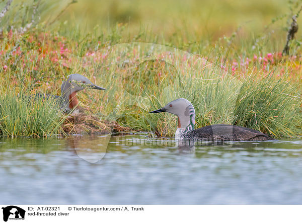 red-throated diver / AT-02321