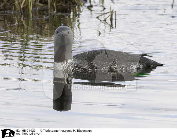 red-throated diver / HB-01923