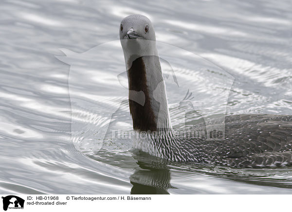 red-throated diver / HB-01968