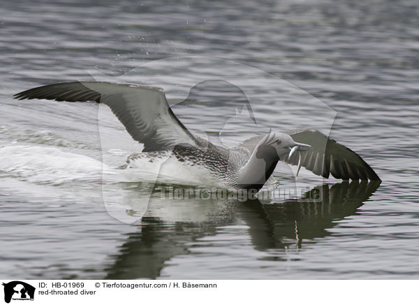 red-throated diver / HB-01969