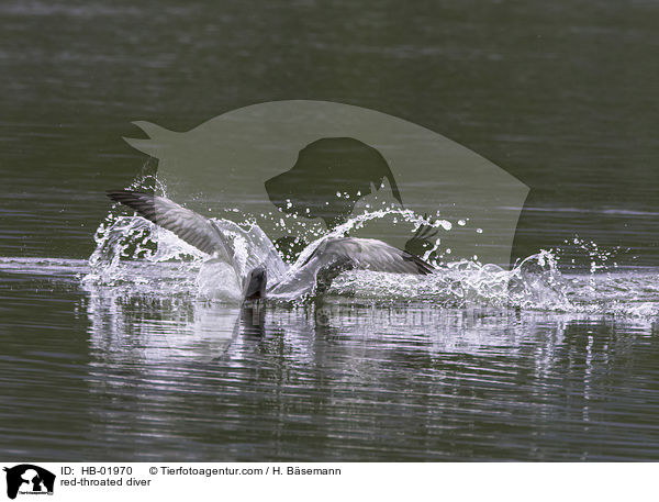 red-throated diver / HB-01970