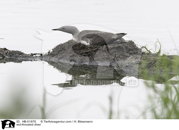 red-throated diver / HB-01976