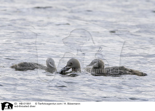 red-throated diver / HB-01991