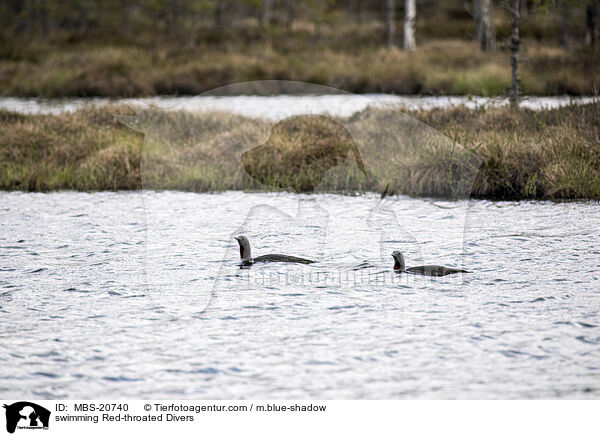 swimming Red-throated Divers / MBS-20740
