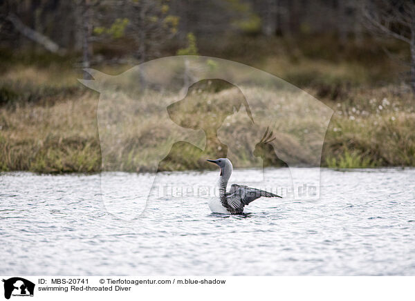 swimming Red-throated Diver / MBS-20741