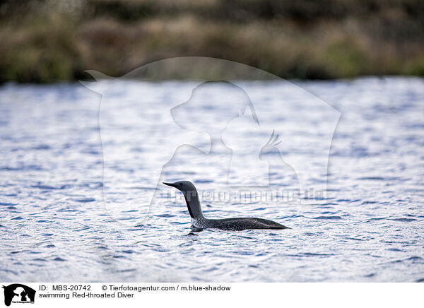 swimming Red-throated Diver / MBS-20742
