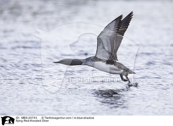 flying Red-throated Diver / MBS-20743