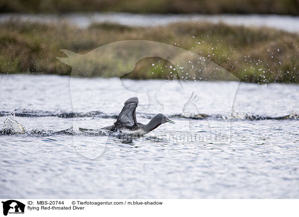 flying Red-throated Diver / MBS-20744