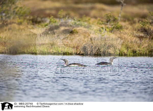 swimming Red-throated Divers / MBS-20748