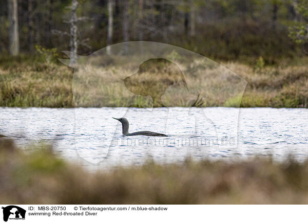swimming Red-throated Diver / MBS-20750