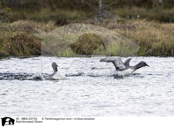 Red-throated Divers / MBS-20752