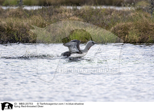 flying Red-throated Diver / MBS-20753
