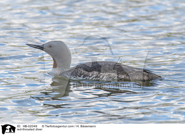red-throated diver / HB-02049
