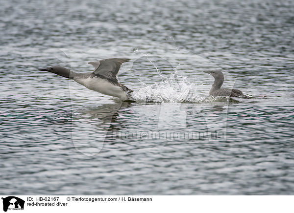 red-throated diver / HB-02167