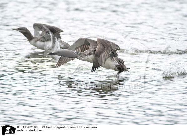 red-throated diver / HB-02168