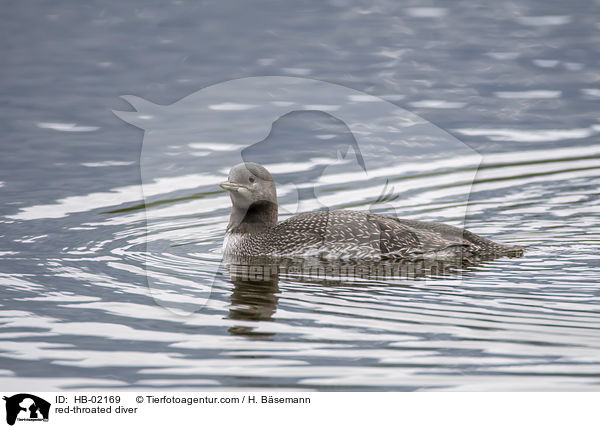 red-throated diver / HB-02169