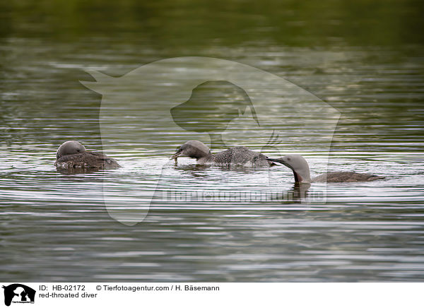red-throated diver / HB-02172