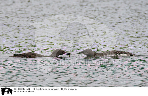 red-throated diver / HB-02173