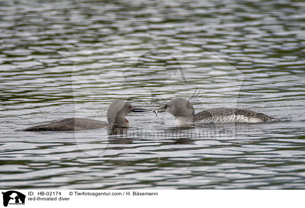 red-throated diver / HB-02174