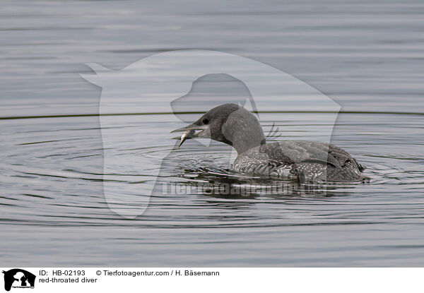 red-throated diver / HB-02193
