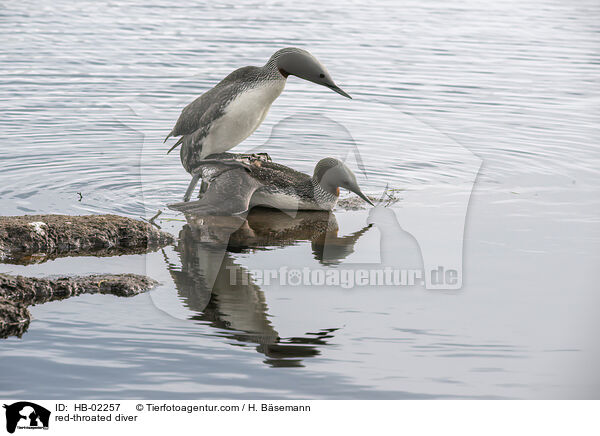 red-throated diver / HB-02257