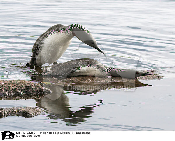 red-throated diver / HB-02259