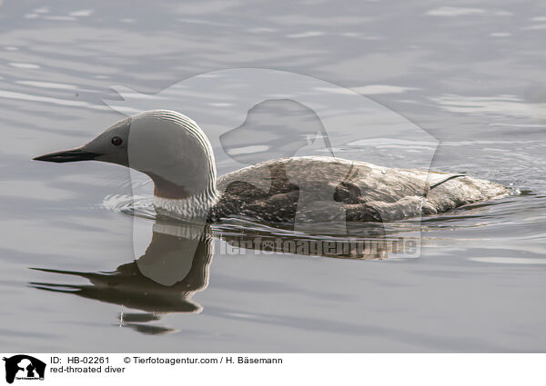 red-throated diver / HB-02261