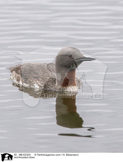 red-throated diver / HB-02300
