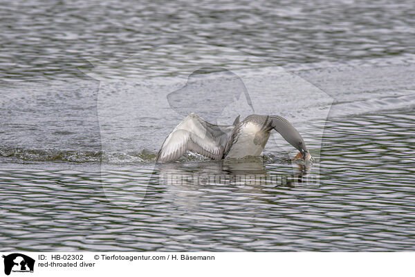 red-throated diver / HB-02302